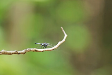 A dragonfly on a branch