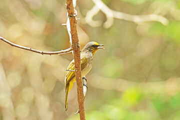 The Stripe-throated Bulbul on a branch