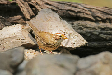 The Pin-striped Tit Babbler on a branch