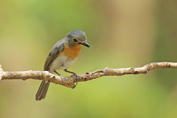 The female Tickell's Blue Flycatcher on a branch