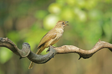 Streak-eared Bulbul Pycnonotidae ...