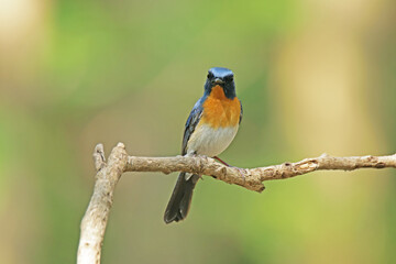 The male Tickell's Blue Flycatcher on a branch