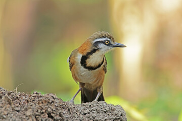 The Lesser Necklaced on a branch