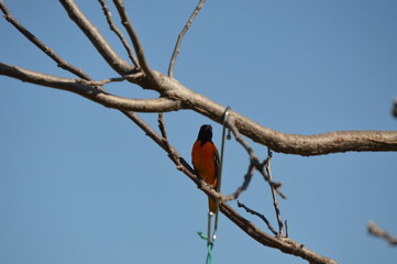 beautiful bright orange oriole sitting in a bare tree against blue sky