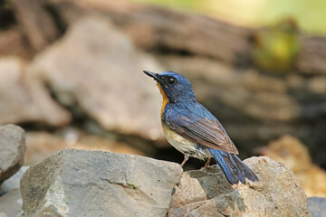 The male Tickell's Blue Flycatcher on a branch