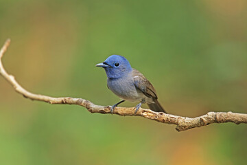 The Female Black-naped Monarch on a branch