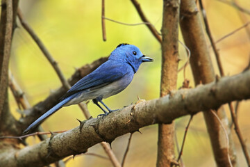 The male Black-naped Monarch on a branch