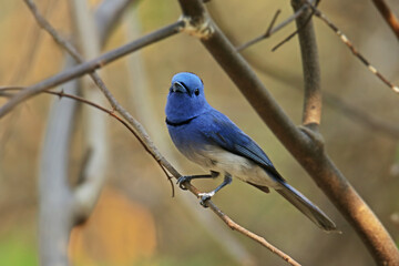 The male Black-naped Monarch on a branch