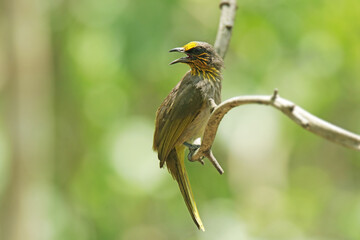 The Stripe-throated Bulbul on a branch