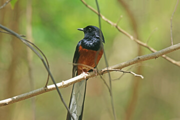 White-rumped shama on a branch