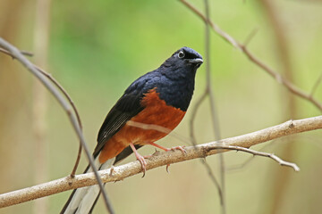 White-rumped shama on a branch