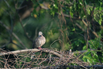 The zebra dove on a branch