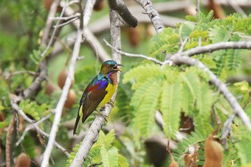 The Brown-throated sunbird on a branch