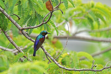The Brown-throated sunbird on a branch