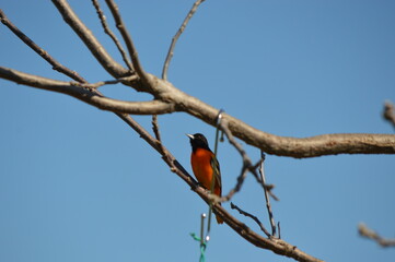 beautiful bright orange oriole sitting in a bare tree against blue sky