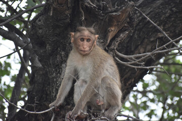 japanese macaque sitting on a branch