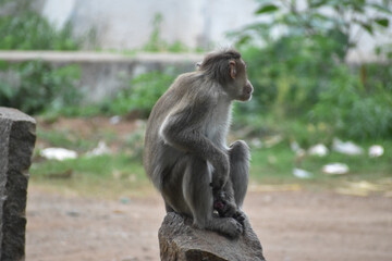 Obraz premium portrait of a macaque