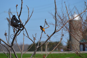 orange oriole bird sitting on bare tree branches against bright blue sky