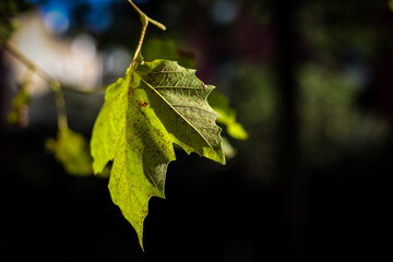 hanging green leaf