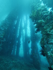 Underwater view of pier support from the bottom of the sea with growing corals.
