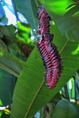 Closeup of Heliconia plant in tropical rainforest
