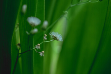 flower of a dandelion