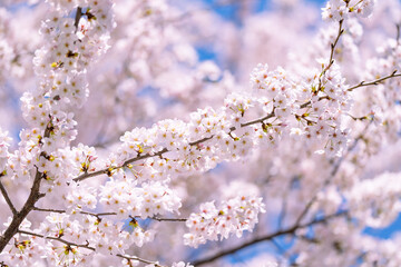 Fototapeta premium 桜