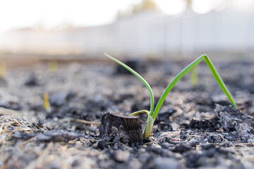 The first sprouts of green onions in the garden after winter, close-up