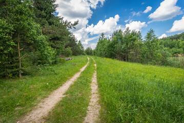 Forest road at a summer day in Belarus
