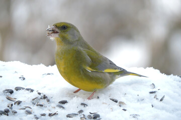 A portrait of a male greenfinch standing in snow and eating sunflower seeds, blurred background