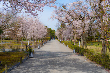 桜道