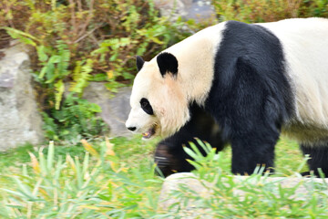 Obraz premium 日本にいるパンダ