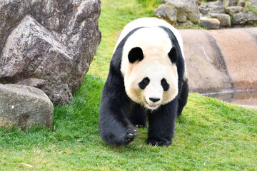 日本にいるパンダ