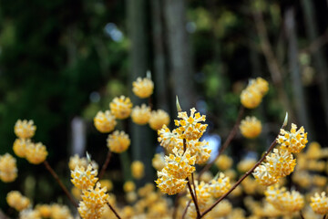 ミツマタの花