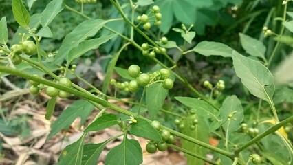 Solanum nigrum or known as black nightshade or blackberry nightshade