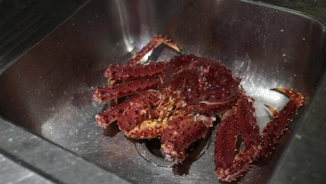 Alive Spider Crab, Lithodes santolla, in the restaurant kitchen sink.