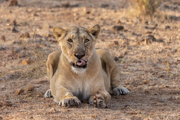 Obraz na płótnie Canvas Twisting the toungue. Asiatic Lion female. 