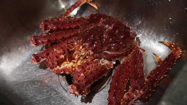 Alive Spider Crab, Lithodes santolla, in the restaurant kitchen sink.