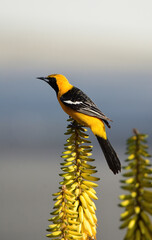 hooded oriole perched
