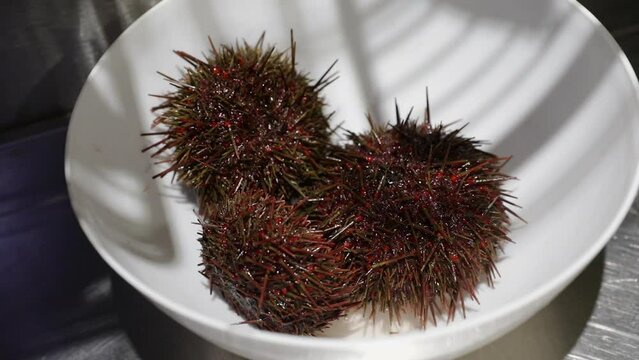Seafood. Closeup view of fresh sea urchins, Pseudechinus magellanicus, in a white bowl. 