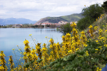 Naklejka na ściany i meble Asphodeline lutea - yellow flowering plant against the backdrop of the mountains and Lake Ohrid. Beautiful nature of northern Macedonia