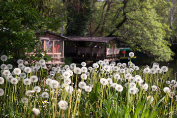 A lot of fluffy dandelions grow near the river near the monastery of St. Naum, North Macedonia. Beautiful landscape