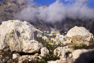 Mountain white chamomile flowers grow among the rocks, against the backdrop of mountains with clouds. Beautiful landscape of Logara Pass, Albania.