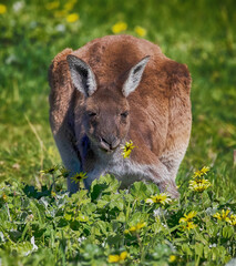 Cute kangaroo grazes on a green field with flowers 