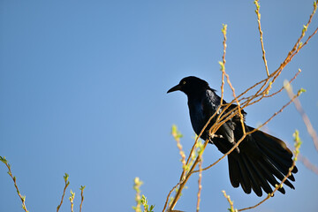 Grate-tailed Grackle - Quiscalus mexicanus