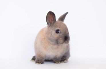 pet rabbits isolated on white background