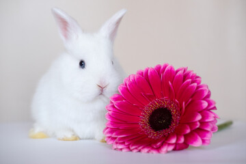 light bunny baby rabbit with big red flower on background