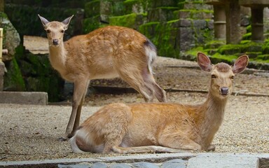 white deer fawn