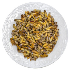 Larves de guêpes dans une assiette, fond blanc 