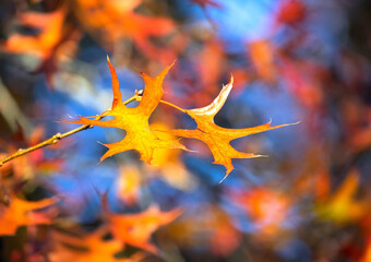 Yellow autumn leaf close-up against a blurred blue sky and trees